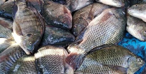 Mimpi makan ikan mujair togel  Gambar Ikan Mujair Togel